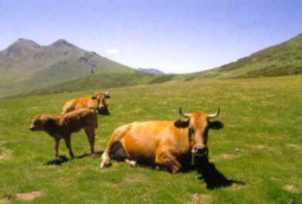 vacas en Puerto la Vachota