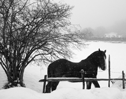 ... y el caballo, ni se inmuta con la nevá...