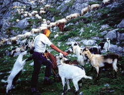 Gustavo, pastor de Ariu