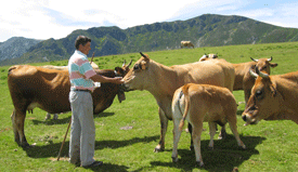 Pedro, dando sal a las vacas y magüetas