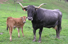 la vaca tudanca de Cantabria