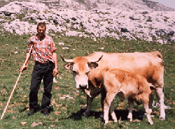 Toño, experto conocedor, palmo a palmo, de las mayadas de Vegamaor, Muxa, Moandi..., y otros puertos de Onís, Cabrales..., Picos d'Europa...