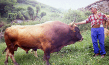 toro quirosán, de Tomás el de Cortes